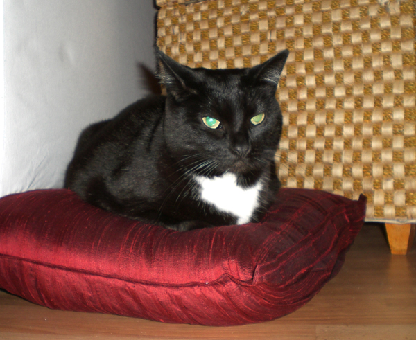 Audrey on her pillow