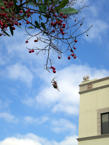 Spider ascends