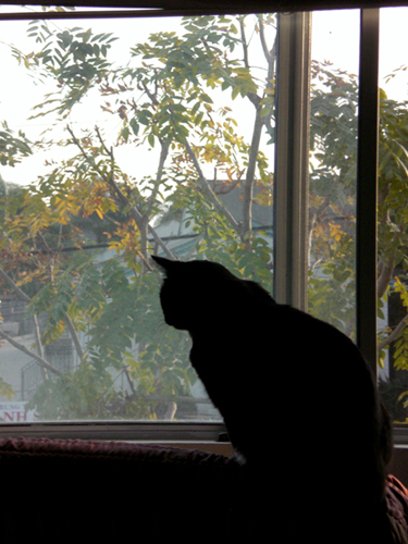 Audrey looking at denuded tree