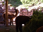 Alpaca Babies in Shadow