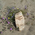 Flowering rock