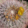 Beginning of Desert Flowers