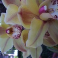 Flashless Orchid
