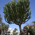Cactus Up