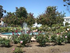 Roses in Balboa Park