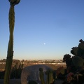 Cactus Moon