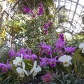 Pile o' Orchids