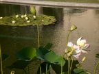 Water Lilies at Balboa Park