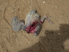 Headless Bird Corpse