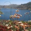 Flowers by Lake Ramona