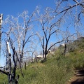 Burnt Trees by Stonewall Trail