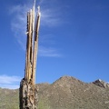 Saguaro Skeleton