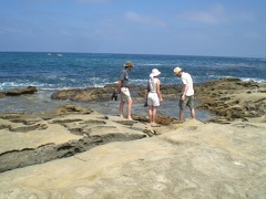 Palmers in the Tidepools