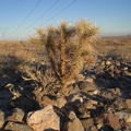 Cholla in the Desert