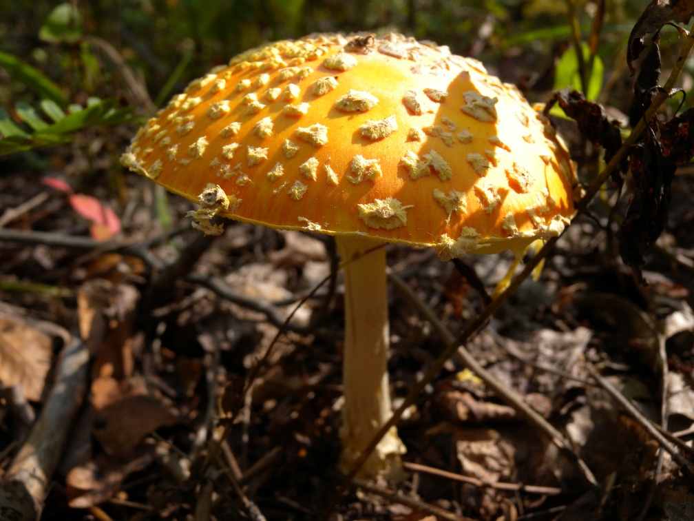Orange Capped Mushrooms