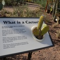 What is a Cactus