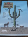 Saguaro Hotel