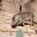Warthog over cactus