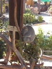 Sleeping Koala Bear