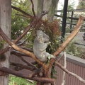 An Awake Koala Bear!
