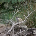 Meerkat on watch