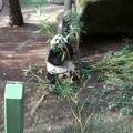 Panda Lunch II