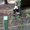Panda Lunch III
