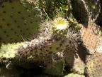 Deflowered Cactus