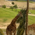 Giraffe Snack