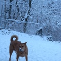 Backyard Snowfall with Lucy
