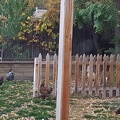 Yard Chickens!