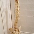 Bathroom Spinal Column