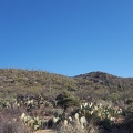 Saguaro Forest