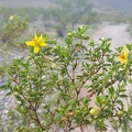 Creosote Blooms