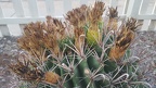 New Cactus