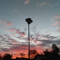 Phoenix Sunrise